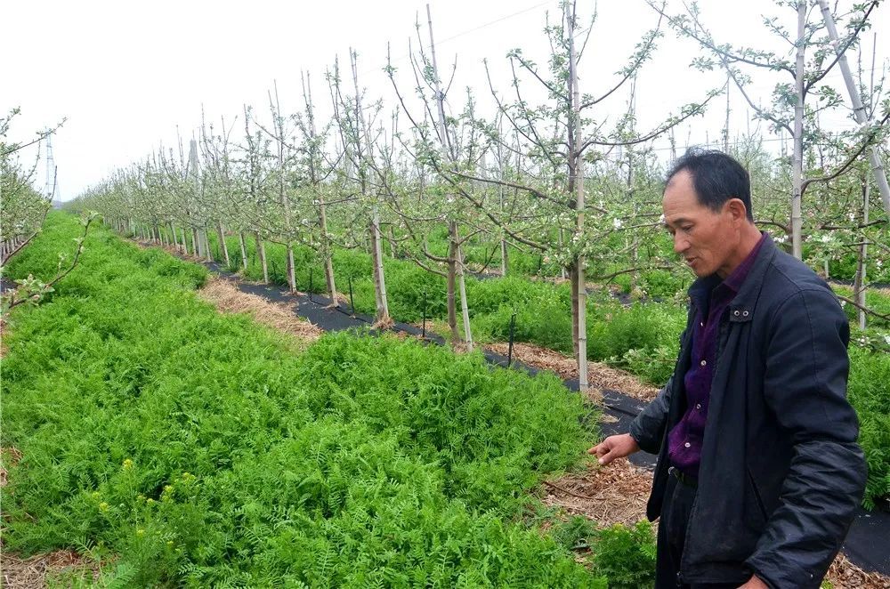 包含龙口苹果产业新闻报道视频的词条-第2张图片-太平洋在线下载