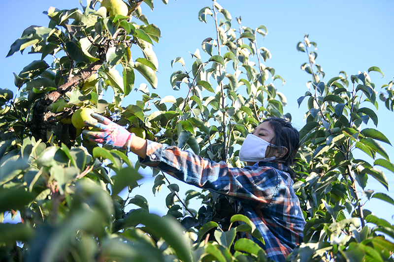 吉林省苹果乡新闻吉林心悦app苹果版